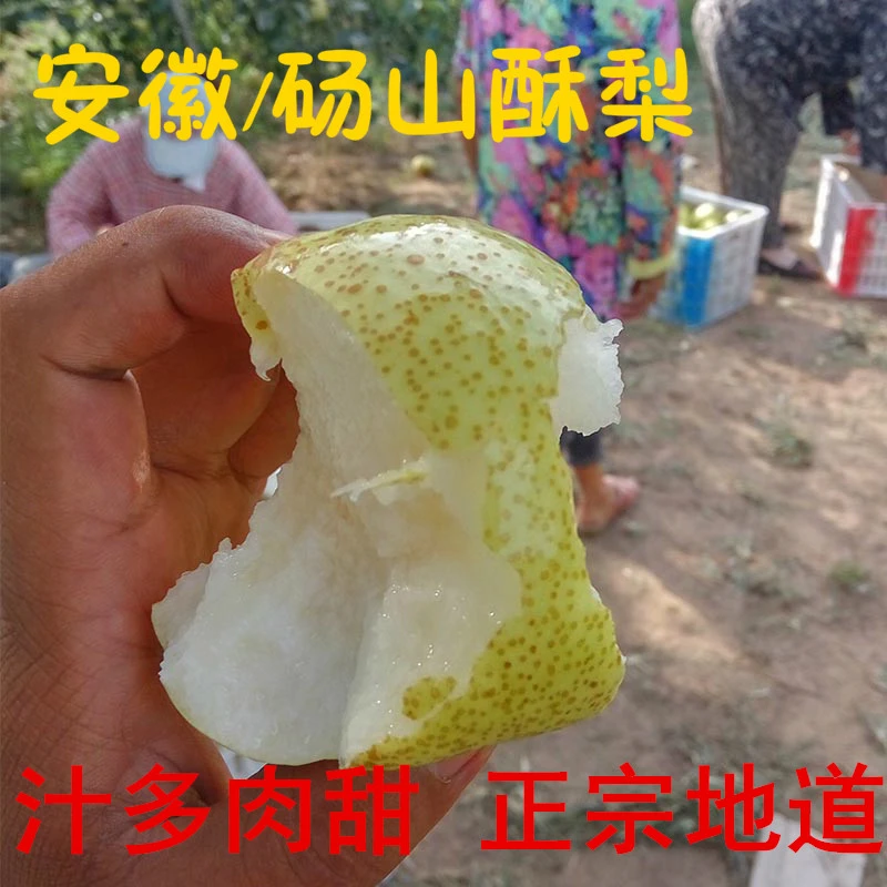蒋小蒙安徽正宗 砀山酥梨10斤 现摘 新鲜 梨子 水果 贡梨雪梨包邮