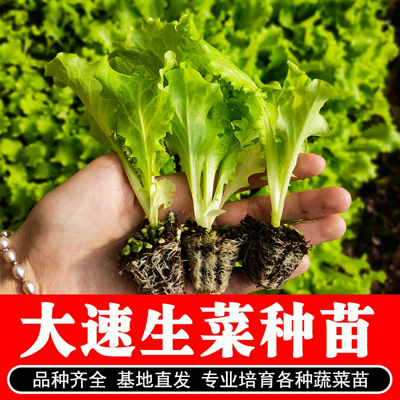 大速生菜种苗集合大速生菜加冰阳台载盆四季可种