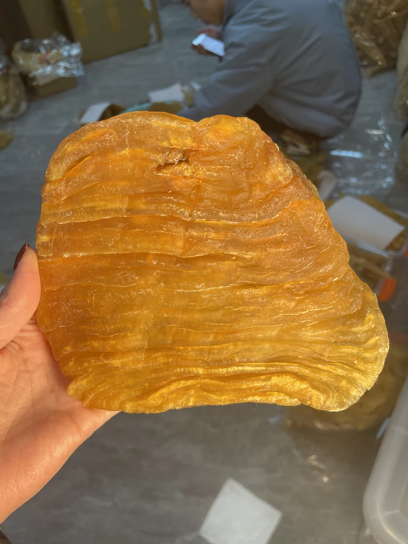 广东缅甸斗湖鱼胶1-500g