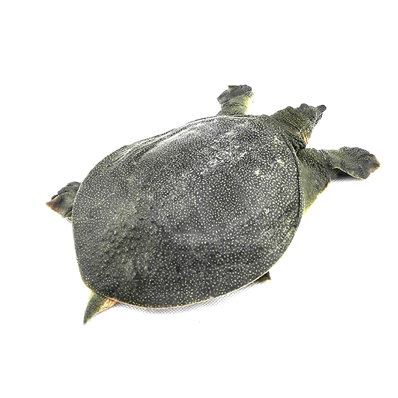 阳澄湖老龚家【阳澄湖鲜活现发甲鱼】 生态甲鱼活体王八放养老鳖 Z