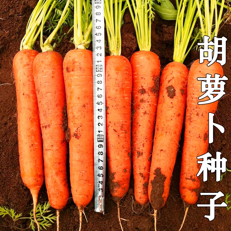 胡萝卜种子(红、黄、紫胡萝卜)