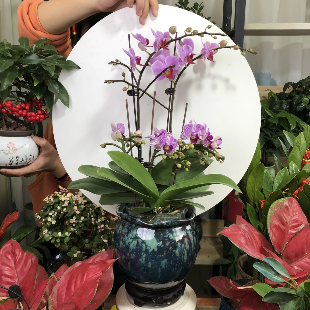 蝴蝶兰花苗盆栽带花剑花苞花卉植物室内花蝴蝶兰花鲜花真花盆景