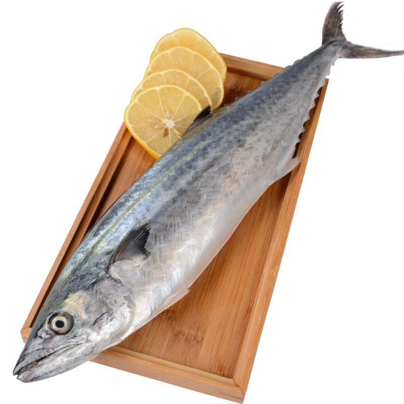 青岛野生鲅鱼(蓝点马鲛鱼)4.5-5斤共3-4条，鲜鱼速冻锁鲜顺丰冷链