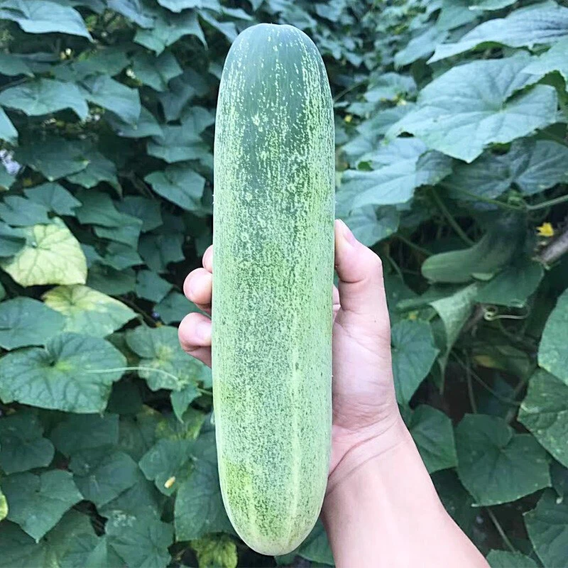 旱黄瓜种子春夏秋蔬菜种籽老品种耐热黄瓜种孑早熟四季播东方正大