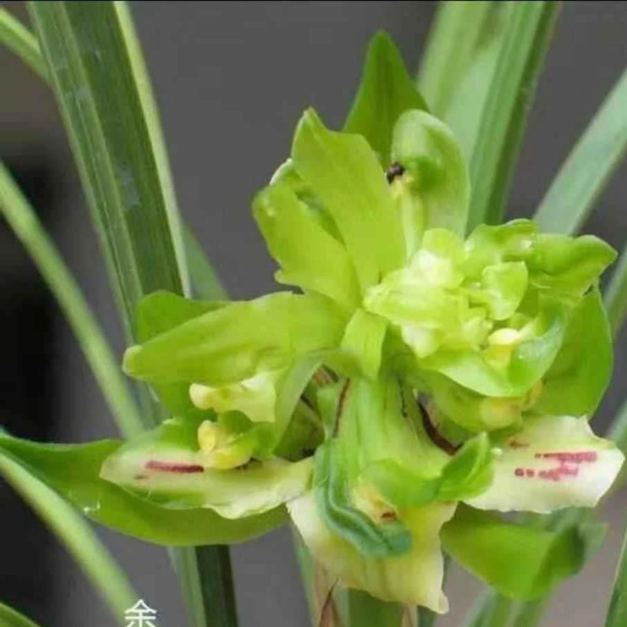 春兰浓香奇花余蝴蝶