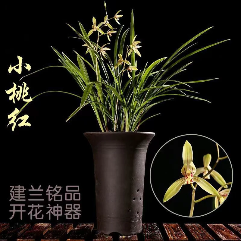 QINGYALANYUAN/清雅兰园金边小桃红带花苞兰花苗建兰易活