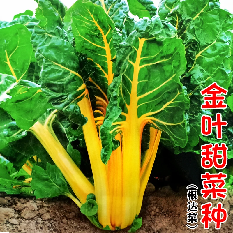 金叶甜菜心种子四季红牛皮菜种籽高产甜菜莙荙菜紫叶耐寒蔬菜种子