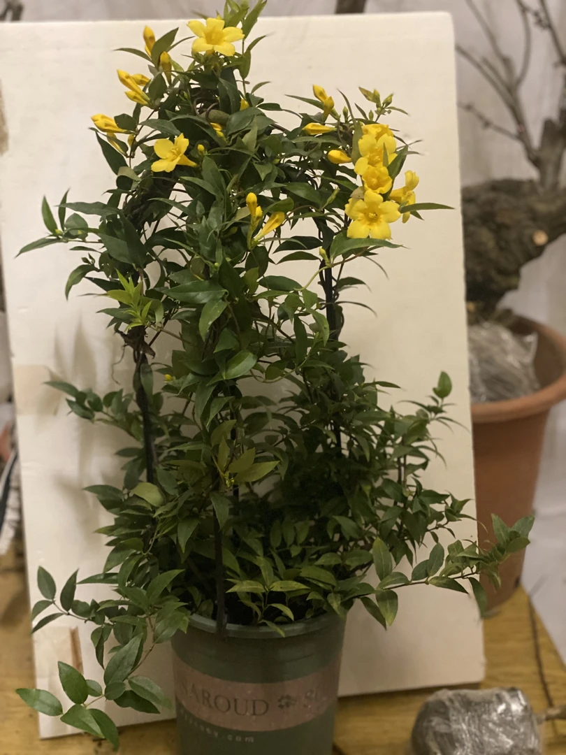 法国香水盆栽绿植花卉开花很香