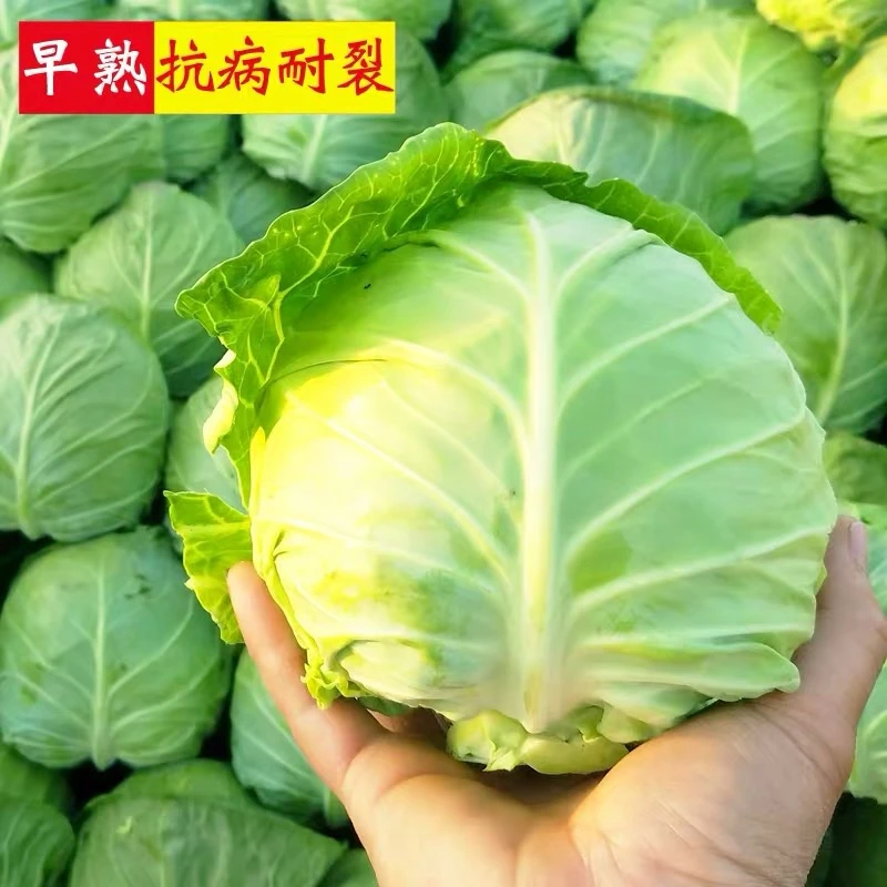 耐热甘蓝种子阳台小院种植