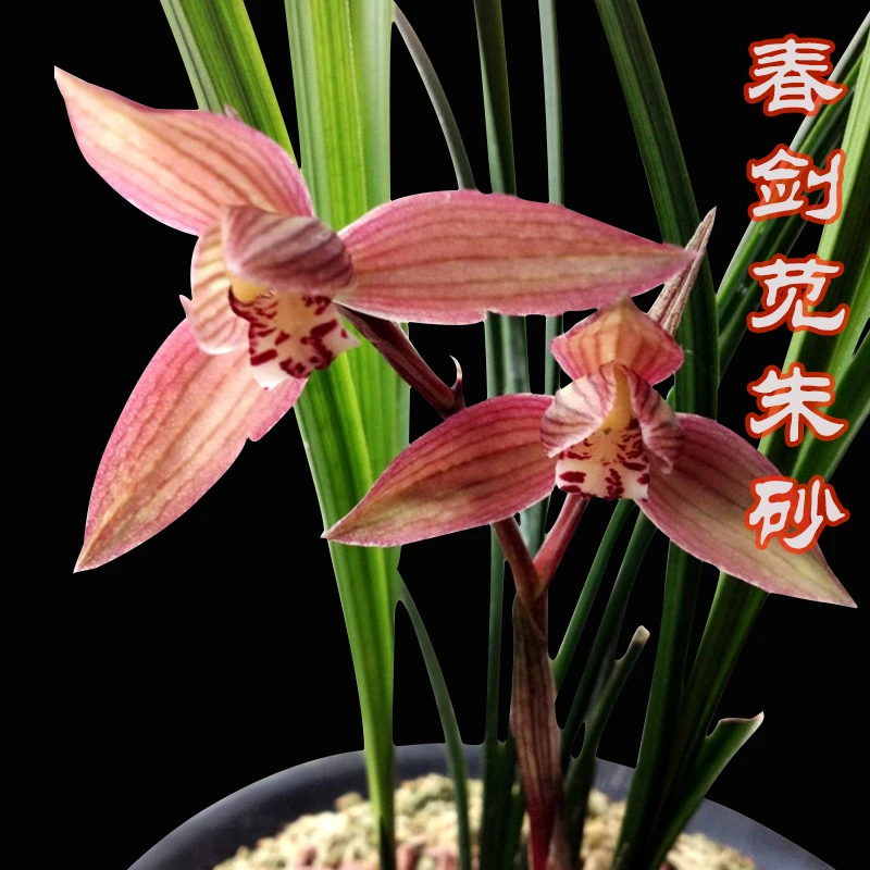 兰花福利苋朱砂春剑精品红花，花高花出架，冬春开花带花苞