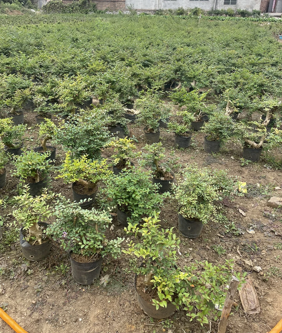 原生山采小叶紫薇赤楠老桩盆景
