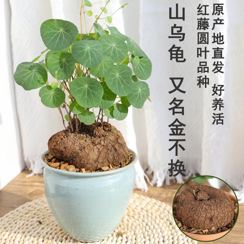 堇年造景多肉植物山乌龟盆栽室内圆叶绿植水培桌面盆景庭院爬藤 种草评价 抖音