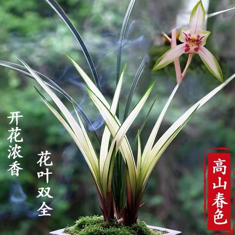 兰花建兰艺草依江春色(高山春色)1苗1芽