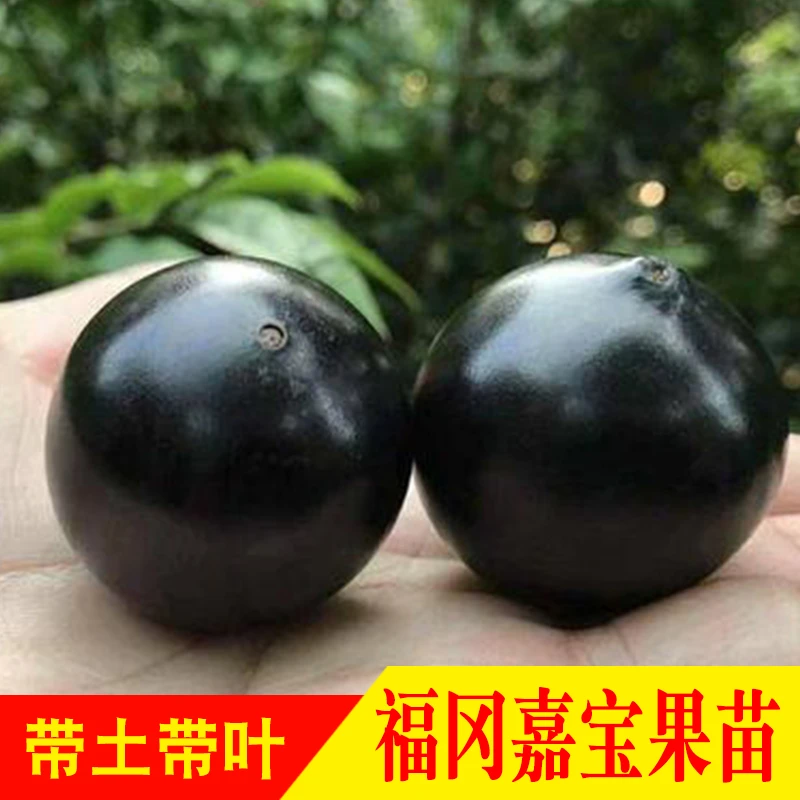 福冈嘉宝果树苗大果福冈树葡萄苗可地栽盆栽庭院种植载种