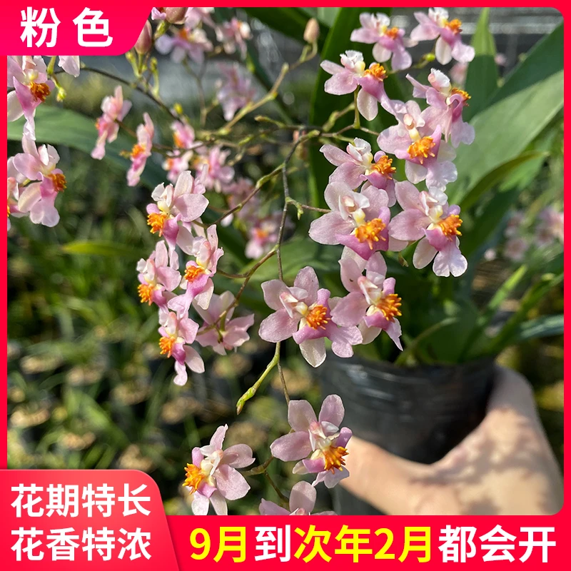 兰花苗 梦香 迷你文心兰跳舞香水兰粉色浓香好养花卉 冬季带花苞