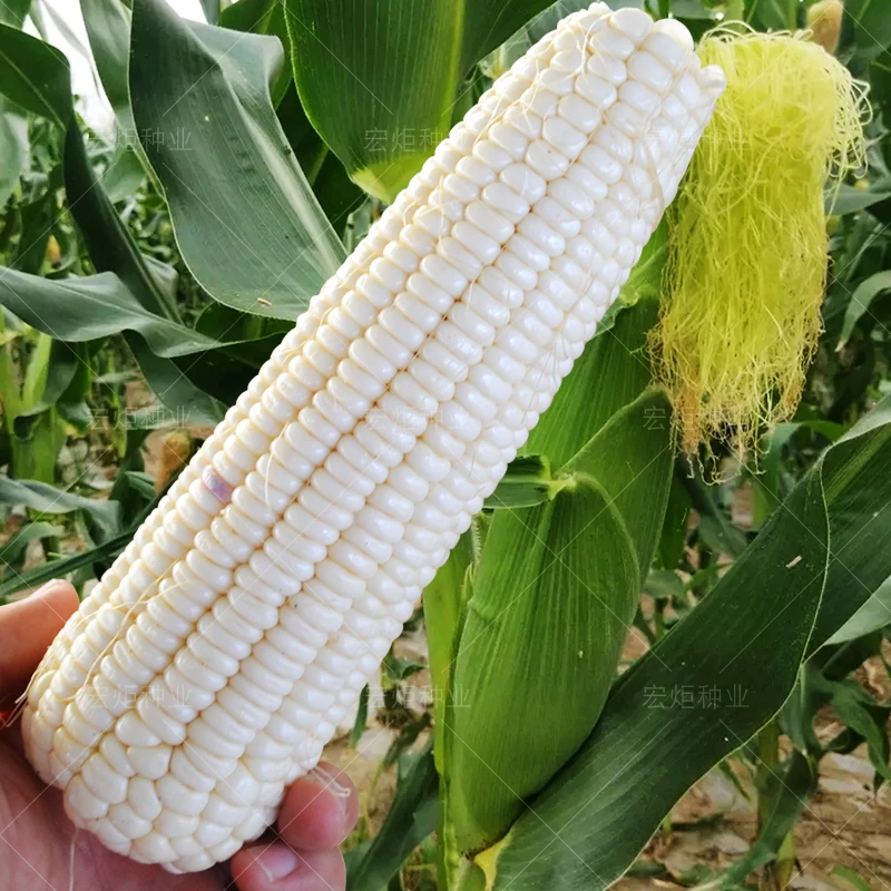 白玉糯320玉米种子100克 甜加糯玉米种子 黏玉米种籽 秋季春季