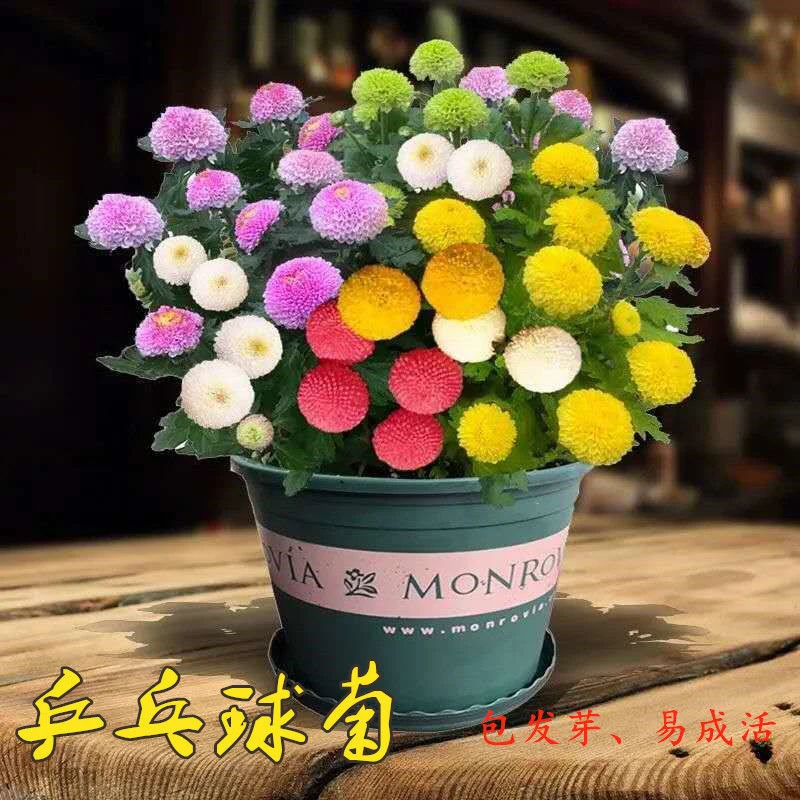 乒乓球菊种子球菊花种籽四季易成活花期长盆栽室内外四季花卉种子