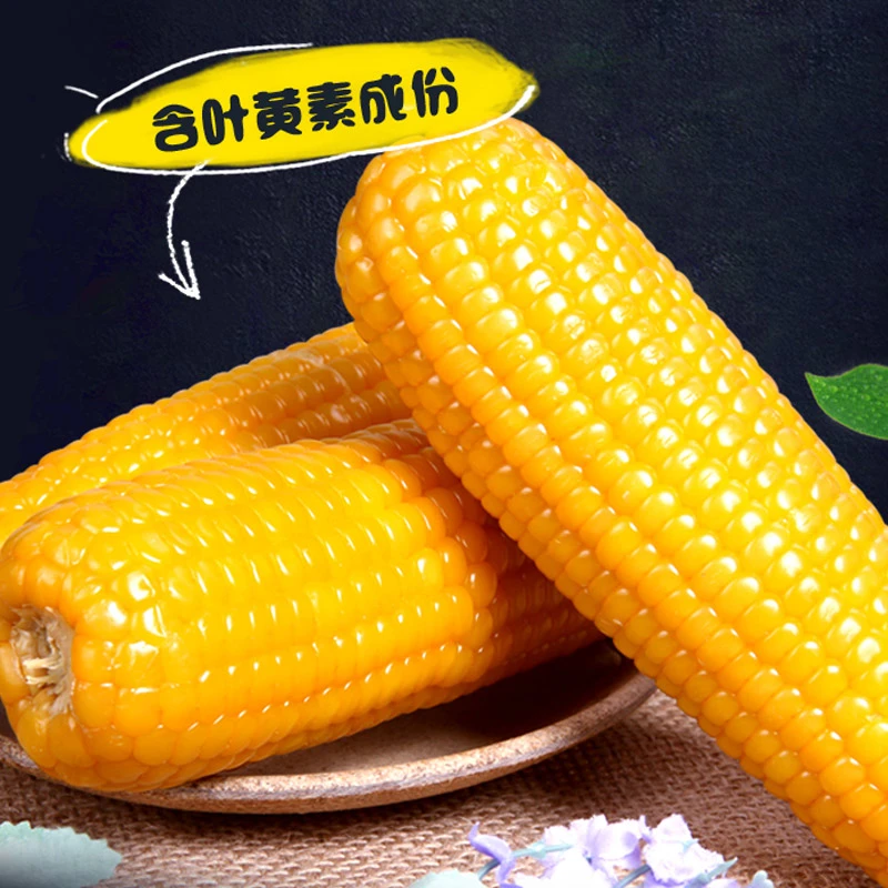 【 10根】绥化玉米新鲜粘黏玉米棒粗粮早餐苞米包邮农家自产230克