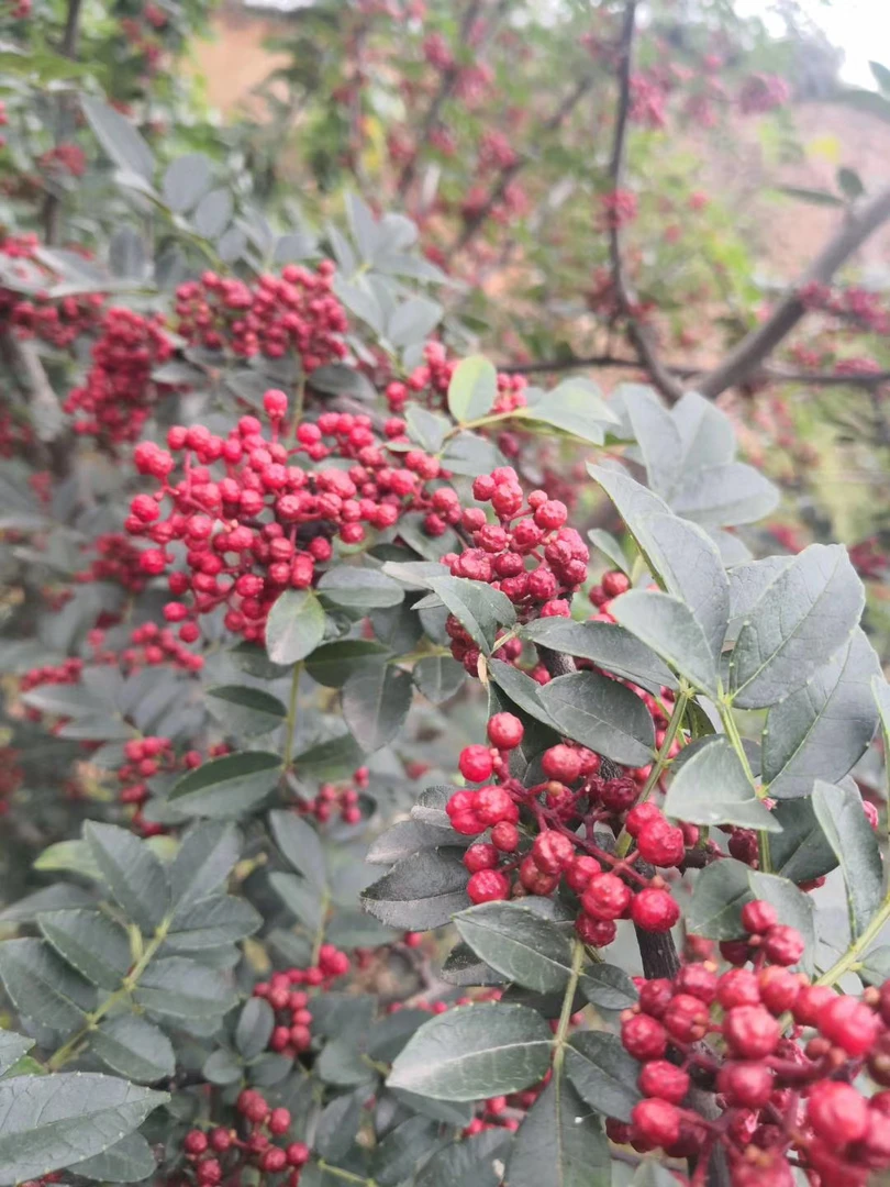 正宗汉源25年新花椒正路椒娃娃椒千年贡椒