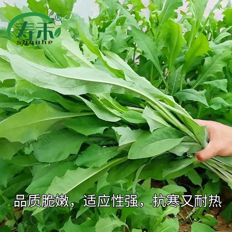 苦麦菜苦菜种子苦麦菜爽口菜好吃易种植小院种植