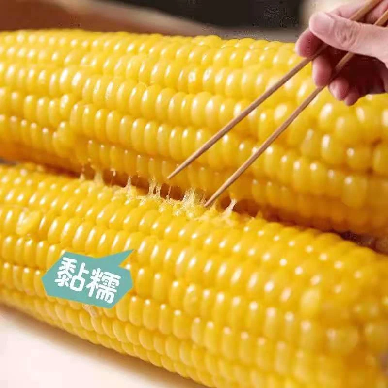 【整箱12根】新鲜东北黄糯有机粘玉米软糯香甜真空锁鲜包装
