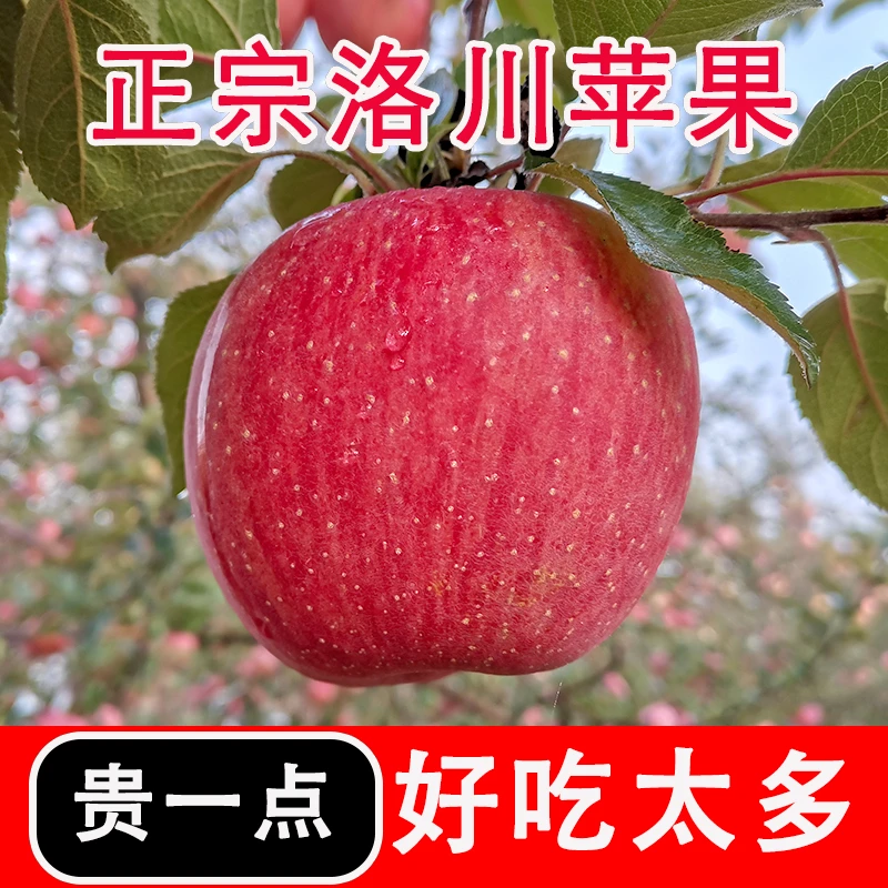 荣归果里陕西洛川红富士苹果新鲜脆甜多汁4.5/8.5斤产地直供包邮