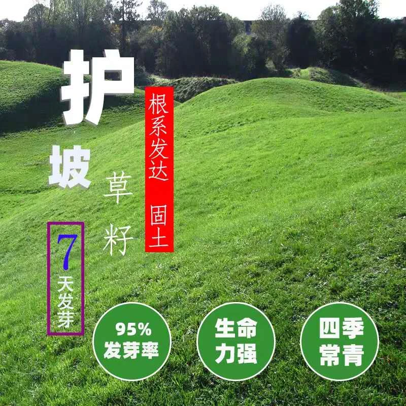 护坡固土草种 护坡王草籽 绿化草坪四季青耐旱种子植物护坡草种子