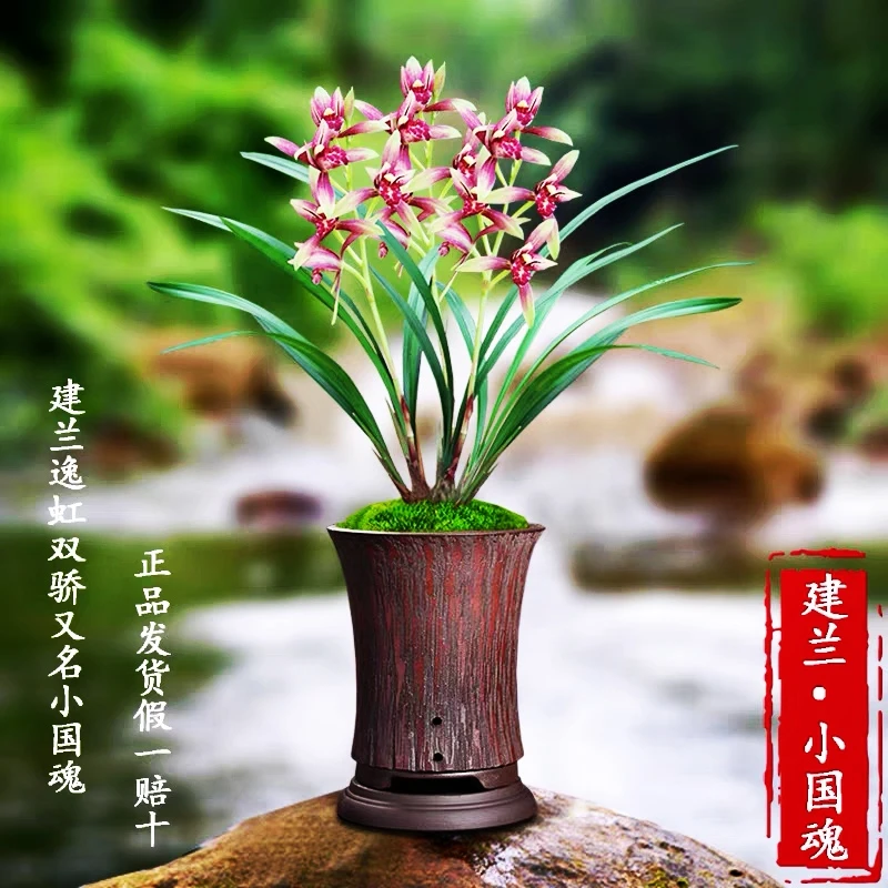 建兰名品（小国魂）逸红双娇客厅阳台花卉四季绿植兰草兰花苗开花