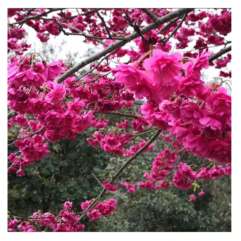 红花樱花树 牡丹樱花树苗 台湾牡丹樱花苗 重瓣大红花 2年嫁接苗