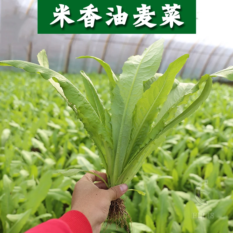 油麦菜籽种子大全油麦菜种四季盆栽春秋冬季蔬菜种籽农家孔雀菜种