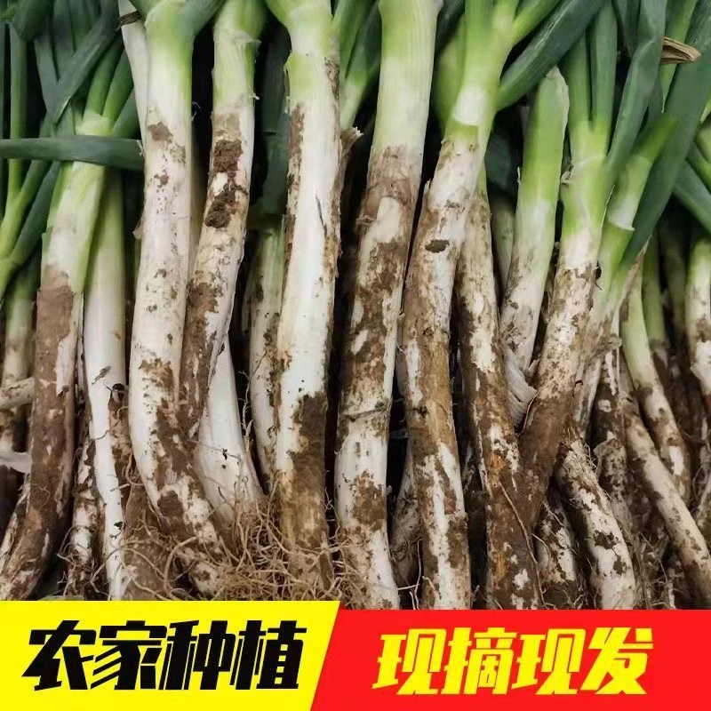 河南本地大葱新鲜蔬菜大葱蘸酱毛葱自家种植5斤包邮
