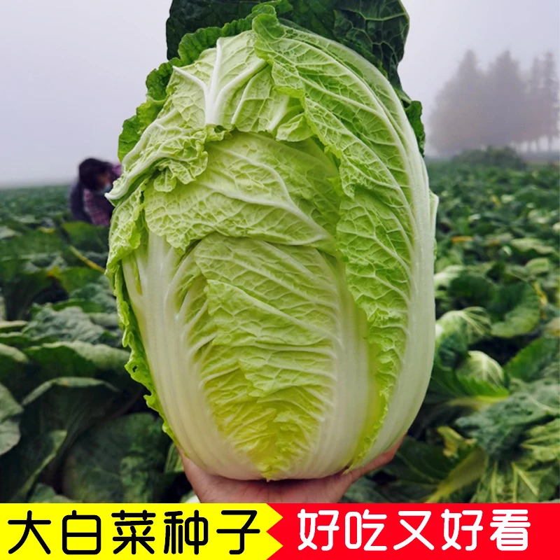 大白菜种籽叶多无筋早熟秋冬季蔬菜健康美味种子