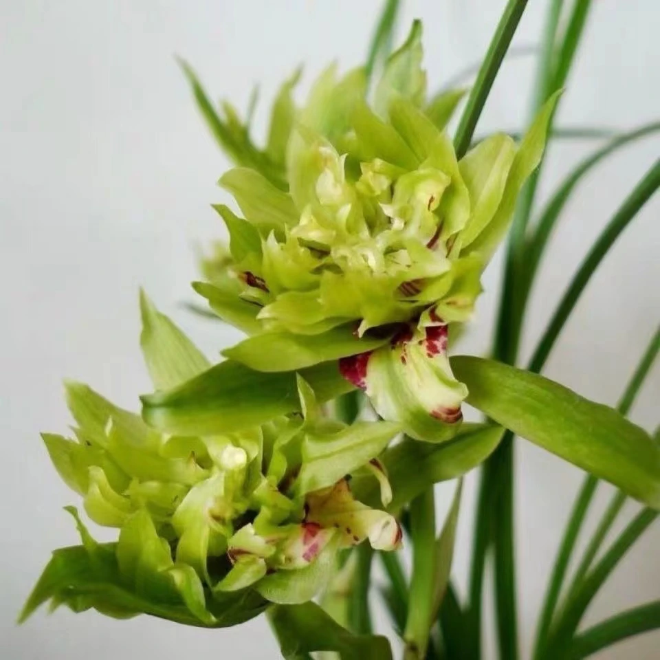 QINGYALANYUAN/清雅兰园春剑浓香大唐盛世 好养国兰 兰花苗绿色