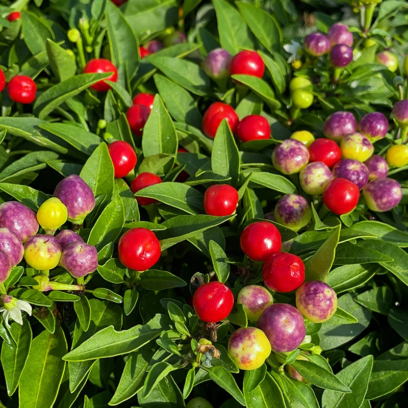 七彩椒种子多彩泡椒种子苗辣彩椒籽种四季食用盆栽蔬菜辣椒种子