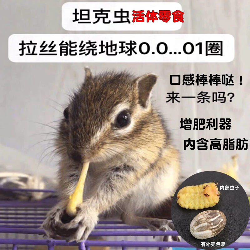 蜜袋鼯仓鼠零食坦克虫活高蛋白花枝鼠吃松鼠鹦鹉杨拉罐金丝熊增肥