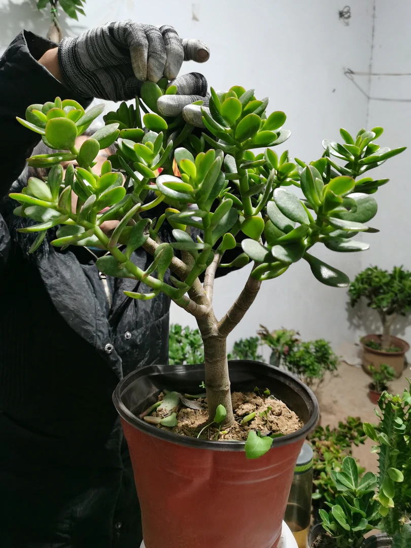 姬红花月土球发货