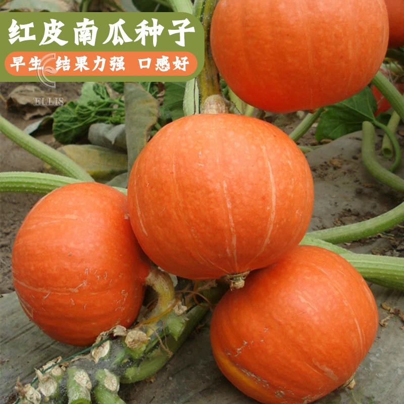 红皮南瓜种子板栗味粉糯红皮甜栗南瓜籽四季高产春秋农家蔬菜种孑
