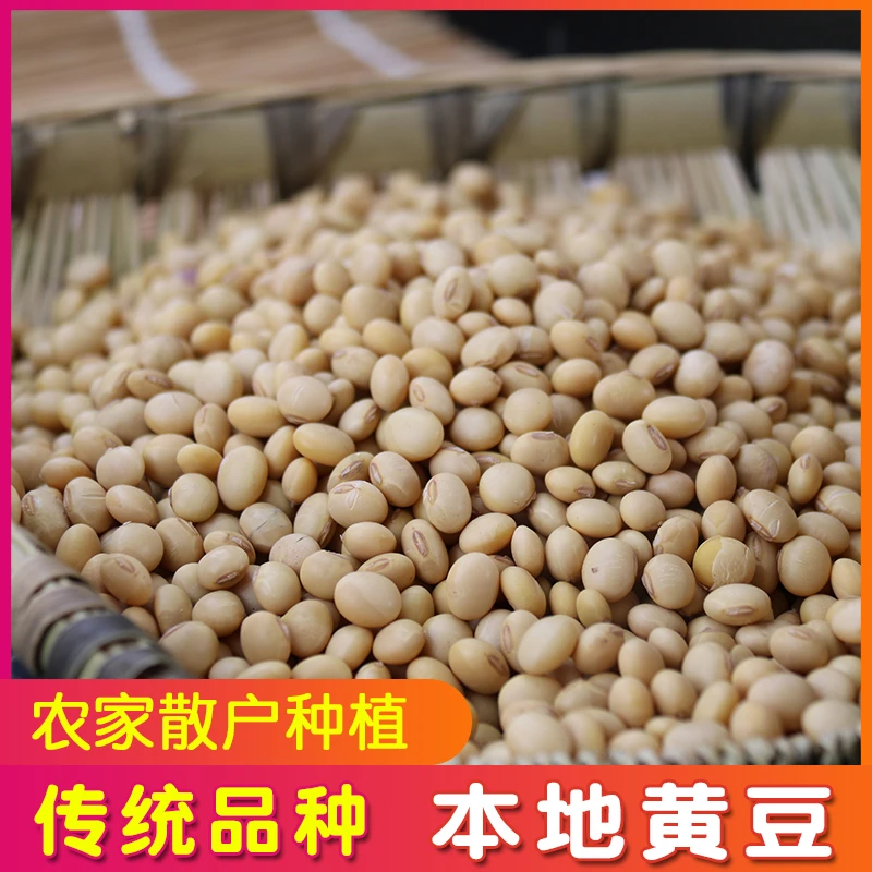 广东高州农家自种土黄豆老品种小黄豆新货非转基因打豆浆2/3/5斤