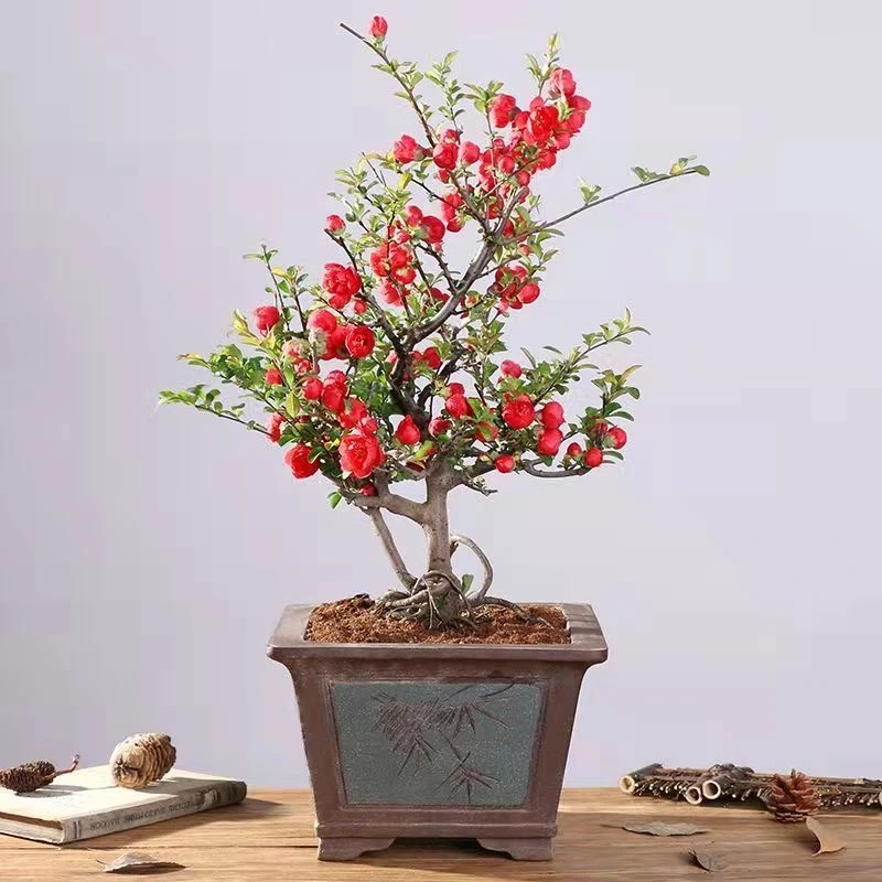 【带花苞长寿冠】海棠花盆景盆栽四季开花耐寒复瓣室内外南北方种