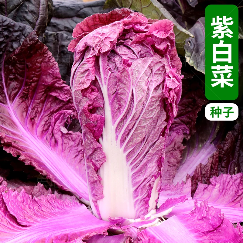 紫白菜种籽 紫色白菜种籽 大白菜种籽 大白菜种子 白菜种籽 育苗