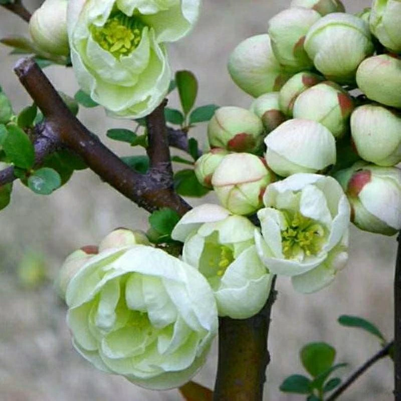 绿宝石海棠盆栽地栽植物 庭院阳台都可以种植