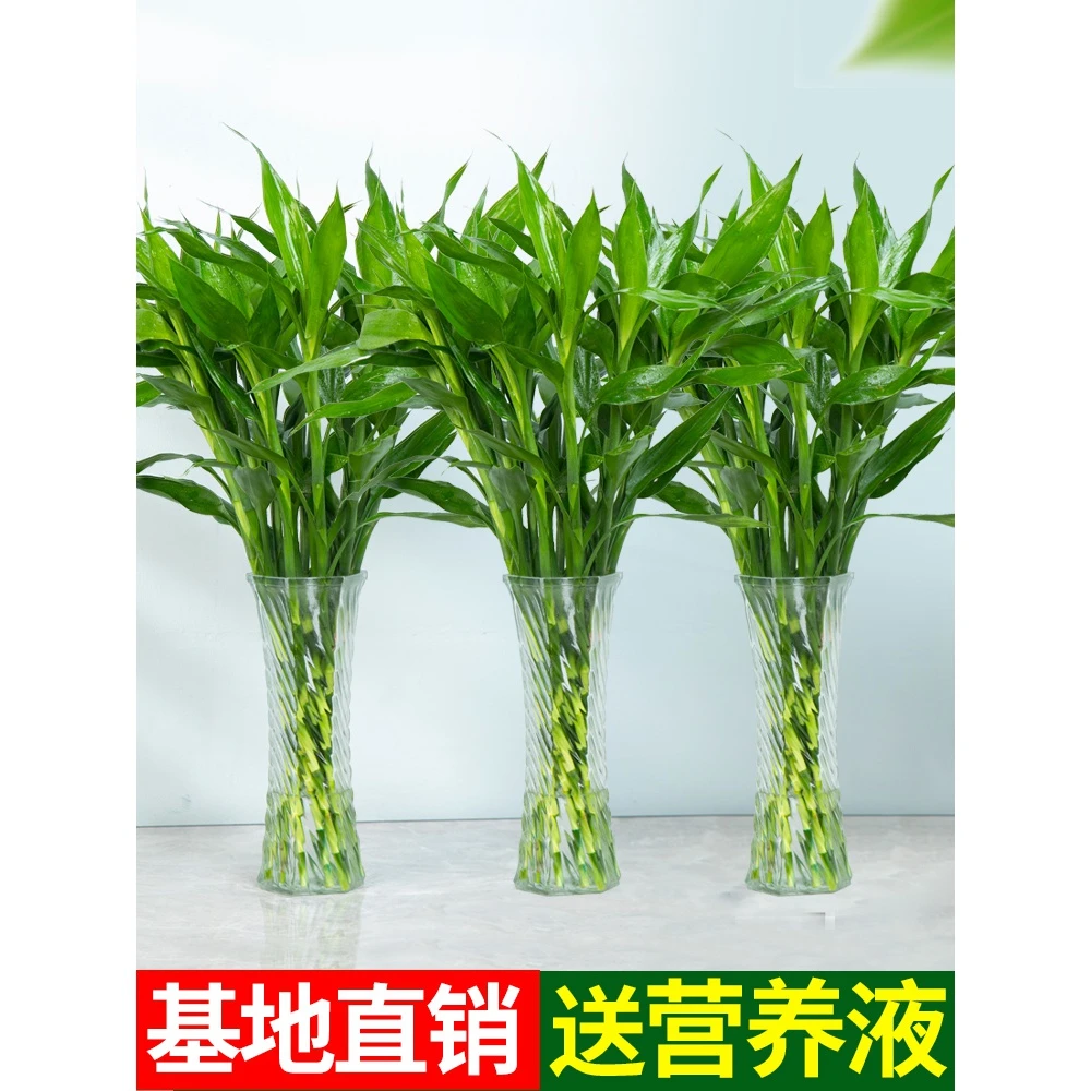 富贵竹水培植物转运开运竹花卉绿植盆栽绿萝室内花客厅水养节节高