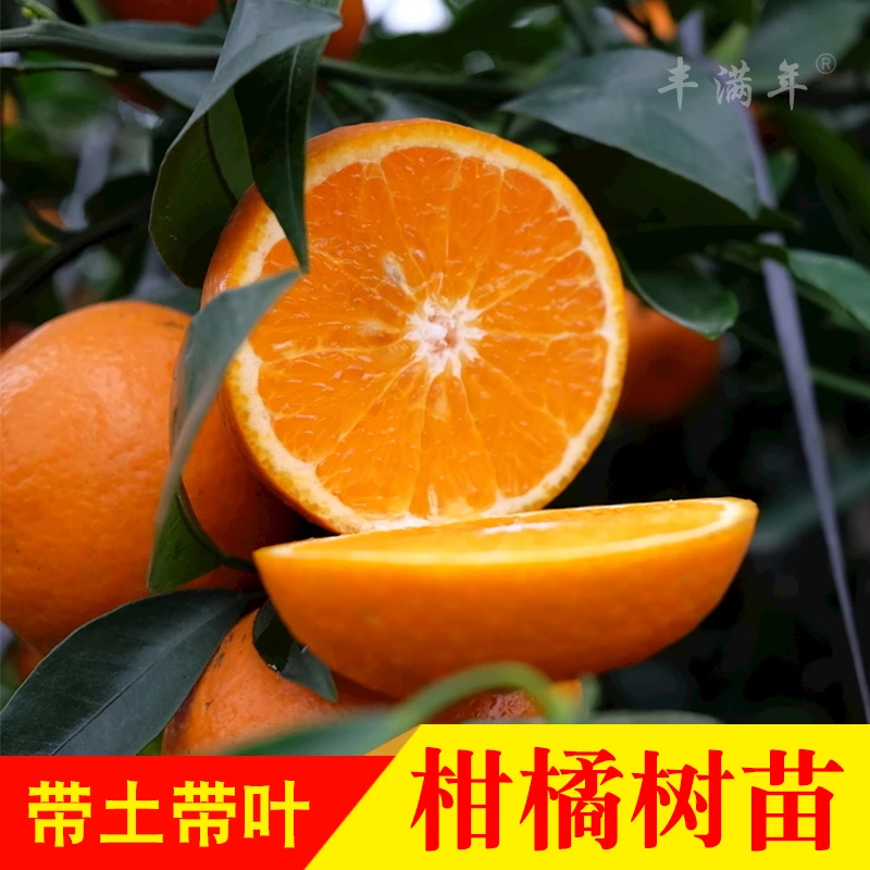 沃柑皇帝柑红江橙茂谷柑砂糖橘小金桔脐橙血橙 柑橘类 水果嫁接苗