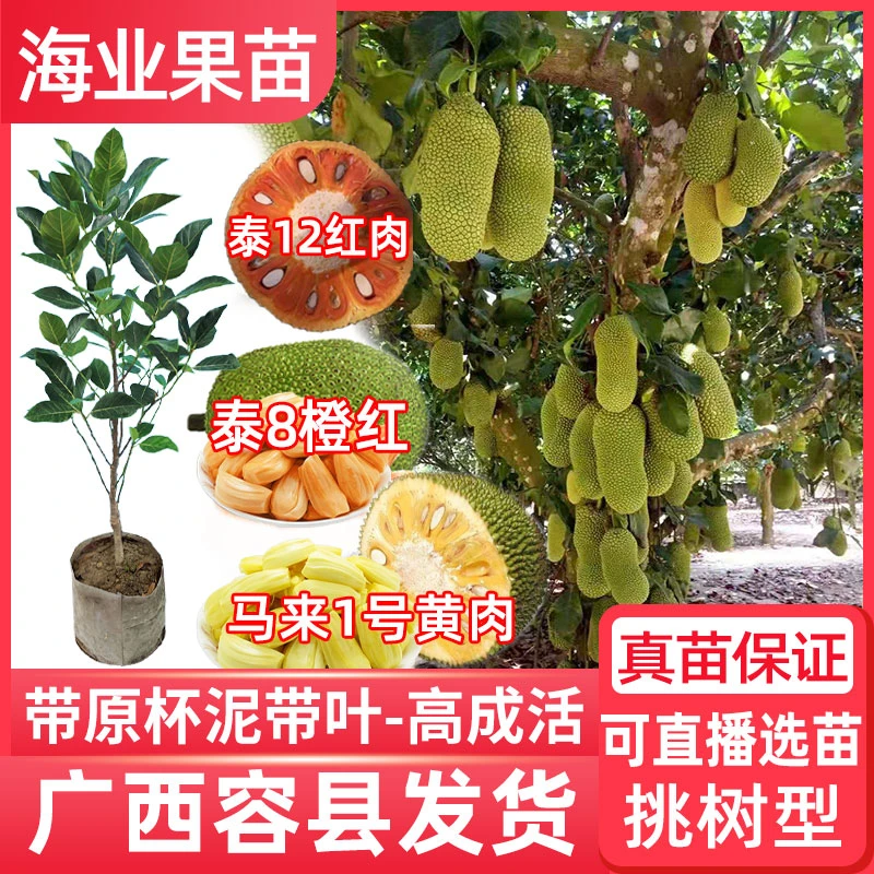 树菠萝蜜苗印尼红肉嫁接泰国干苞海南四季榴莲蜜木菠萝蜜树苗庭院