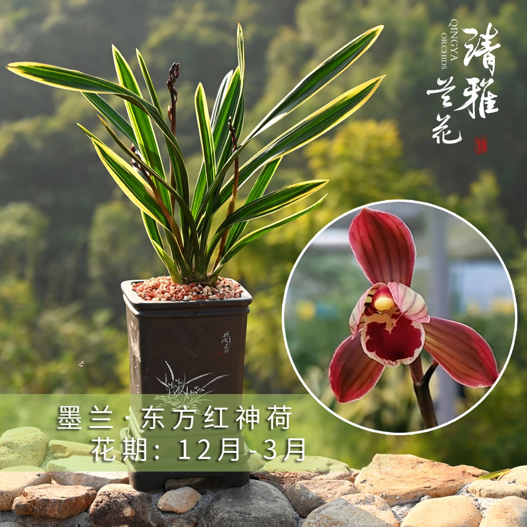 墨兰东方红神种老品种带花苞春节开花红荷浓香好养国兰