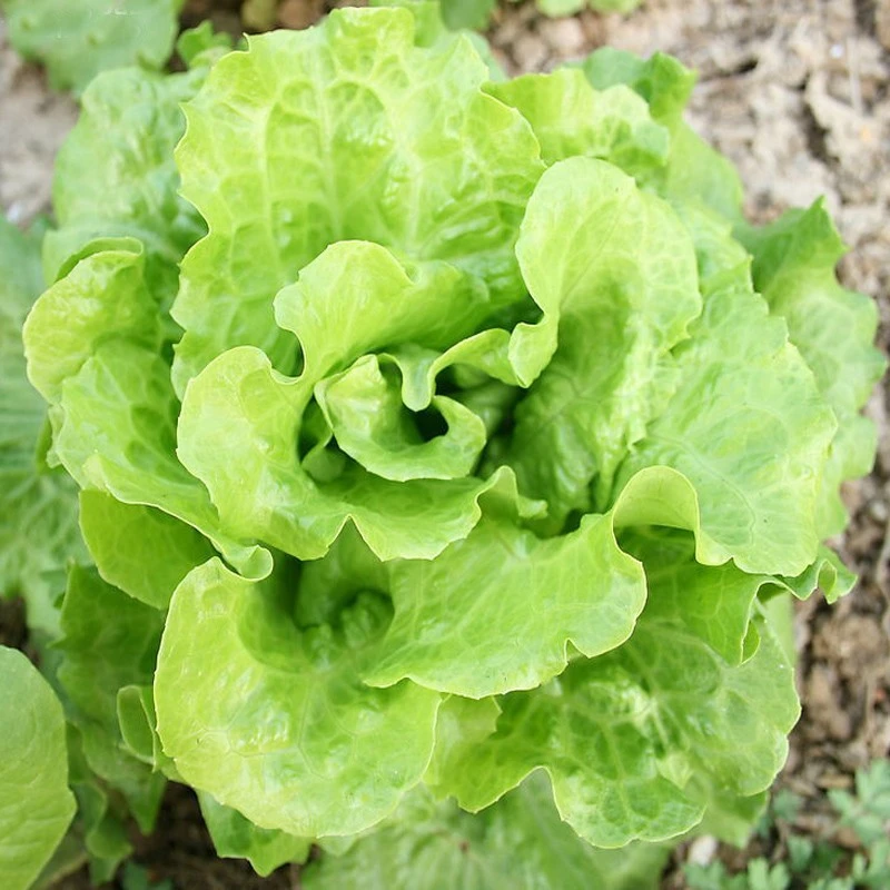 甜脆生菜种子脆嫩爽口生吃蔬菜种籽盆栽四季翠绿