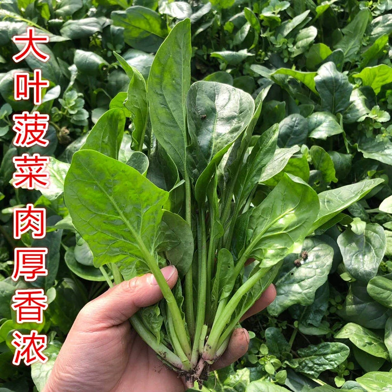 大叶菠菜种子夏季秋季四季耐热耐寒高产