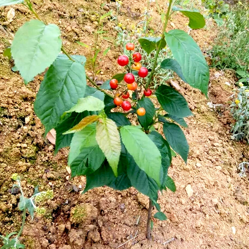 樱桃树苗嫁接苗红妃果树果苗木四川樱桃苗黑珍珠乌皮裸根南方挂果