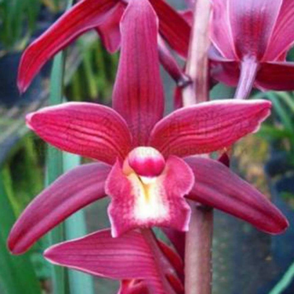 好养浓香带花苞建兰红美人花大色红易种植 兰花盆栽室内绿植花卉
