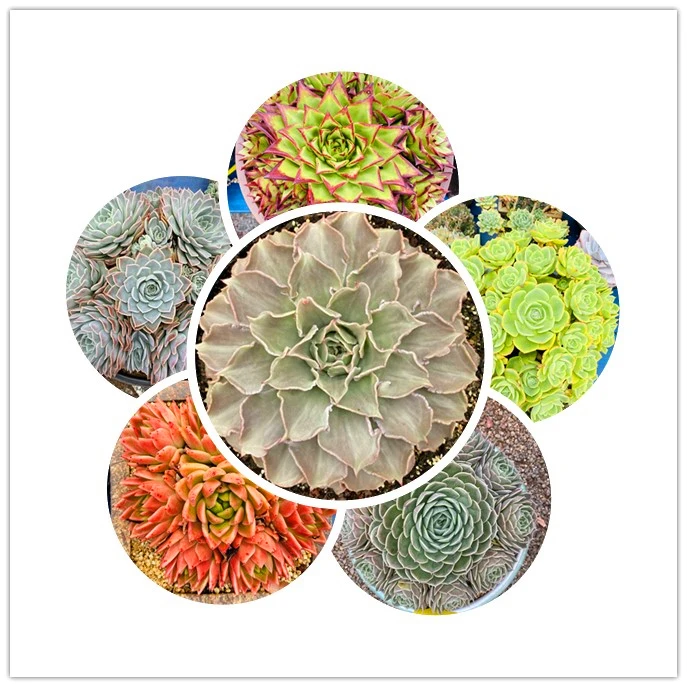 良木多肉植物寄养发货链接